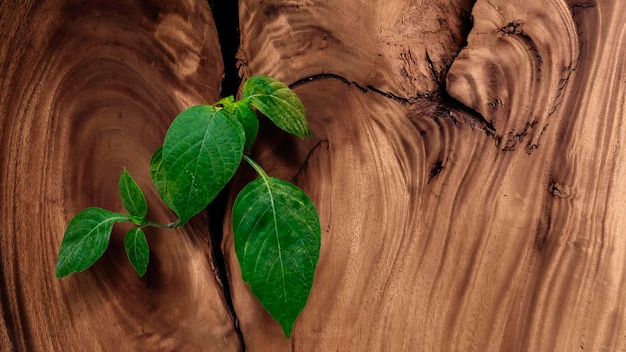 Vecchio grunge grande struttura in legno con foglie utilizzare per il concetto di natura di sfondo