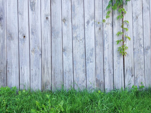 Old grunge wood texture abnd background texture