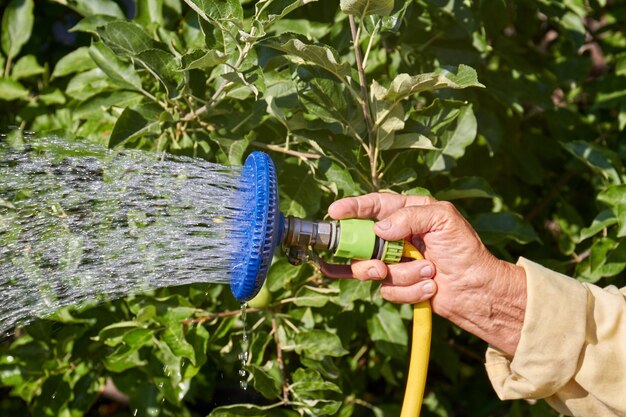 Old hand holds hose nozzle and spraying water