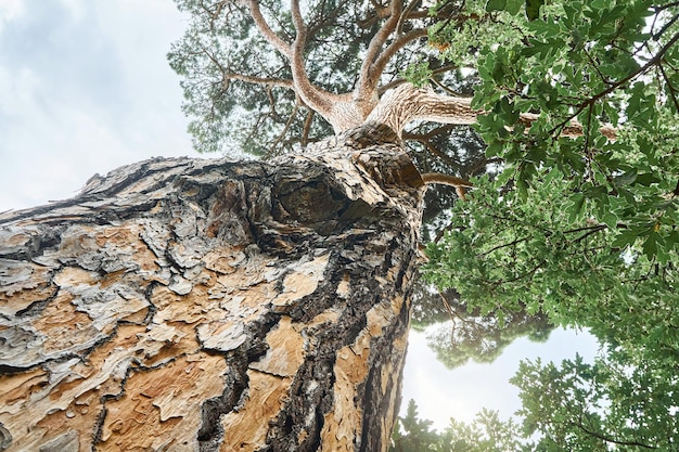 Old high Italian stone pine in wood under sky with light clouds low angle shot