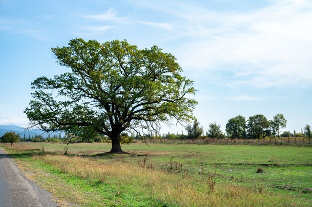 Old high tree at the side of the road. Kakheti, Georgia. Nature.