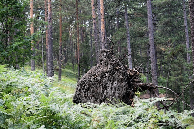 Старый улей в лесу