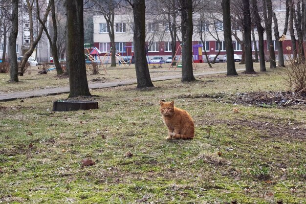 Старый бездомный рыжий кот на траве