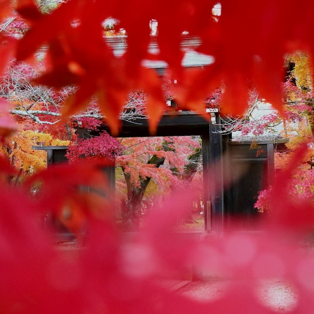 写真 秋の木の中から見える古い家