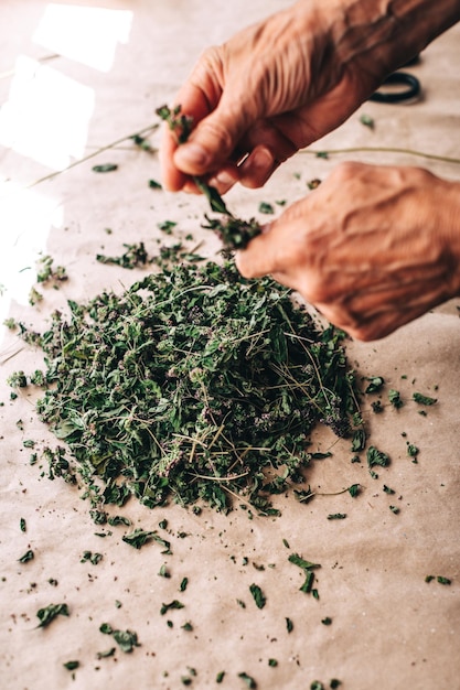 Old human hands over heap of dried herbs