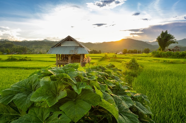 写真 タイの夕焼け空の緑の農地の真ん中にある古い小屋