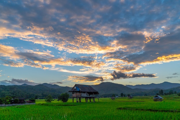 Фото Старая хижина посреди зеленого сельскохозяйственного поля с рисовой террасой во время заката в таиланде