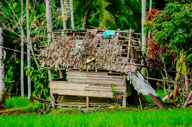 Photo an old hut in the middle of a traditional roofed rice field