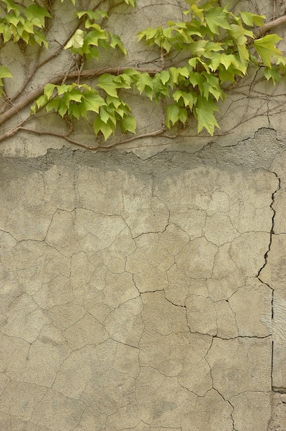 Old Italian cracked wall