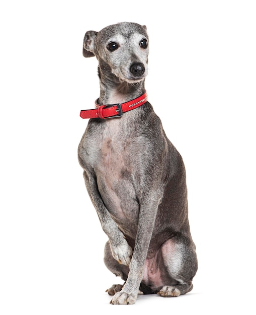 Old Italian Greyhound with red collar isolated on white