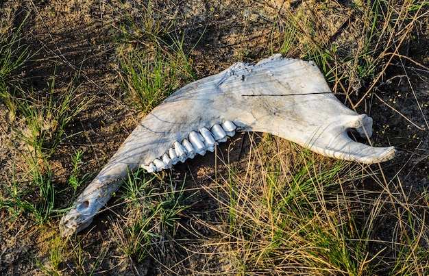 Old jaw bone on the green grass