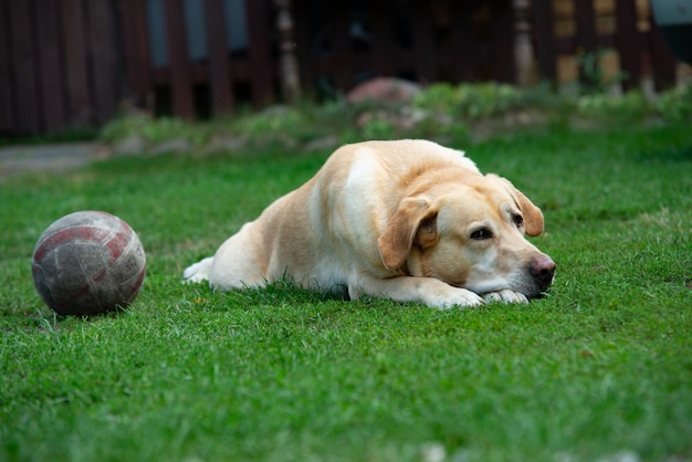 Old labrador dog with ball on the grass