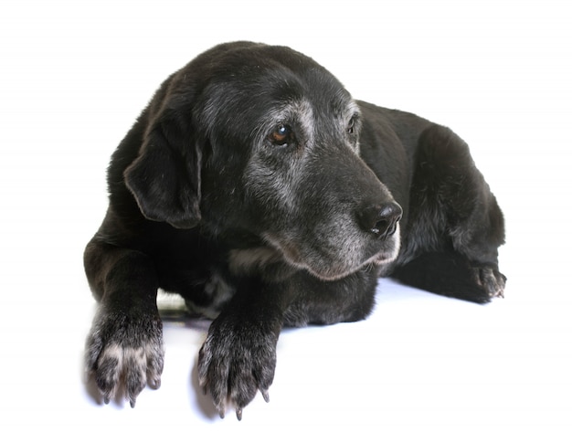 old labrador retriever