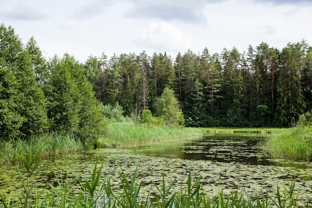 Old lake with growing water lilies