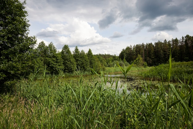 Old lake with growing water lilies