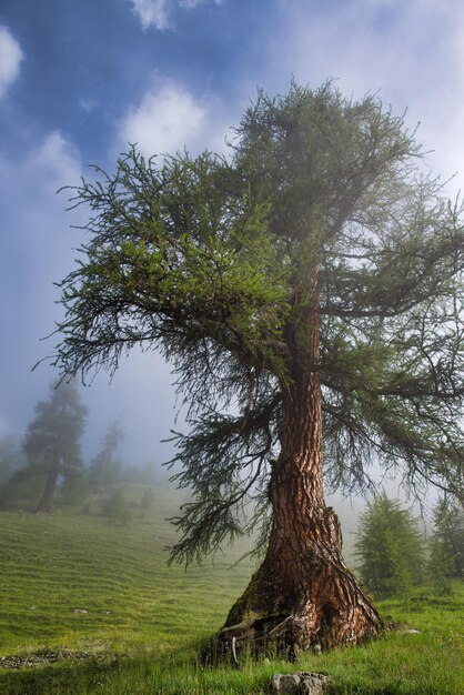 Old larch in mountain on the Swiss alps