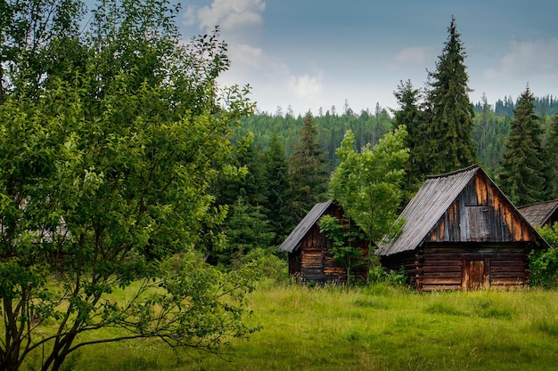 Old log cabin in the forest