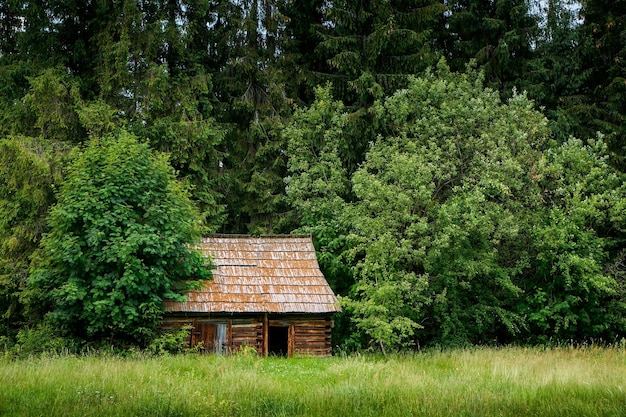 写真 森の中の古い木の小屋