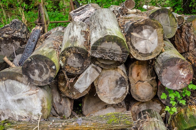 Old logs are stacked on the ground.