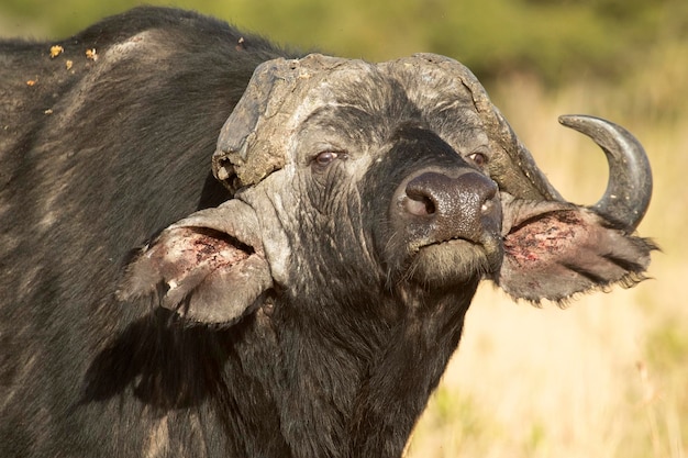 Old male African Buffalo with the first light of sunrise in the African savanna