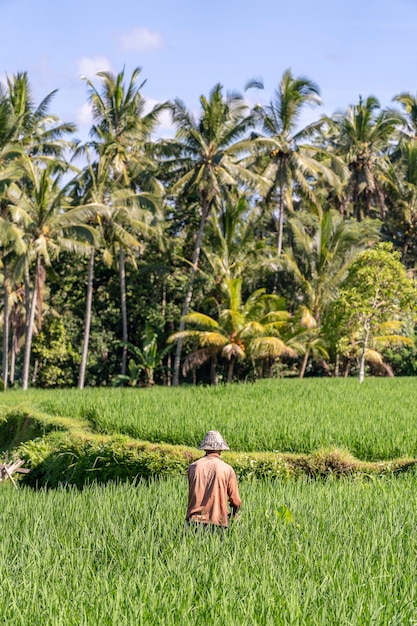 Old male farmer in a straw hat working on a green rice plantation. Landscape with green rice fields and old man at sunny day in Ubud, island Bali, Indonesia