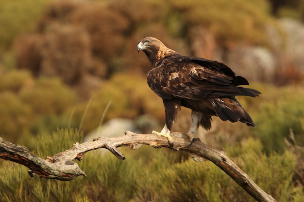 Vecchio maschio di golden eagle