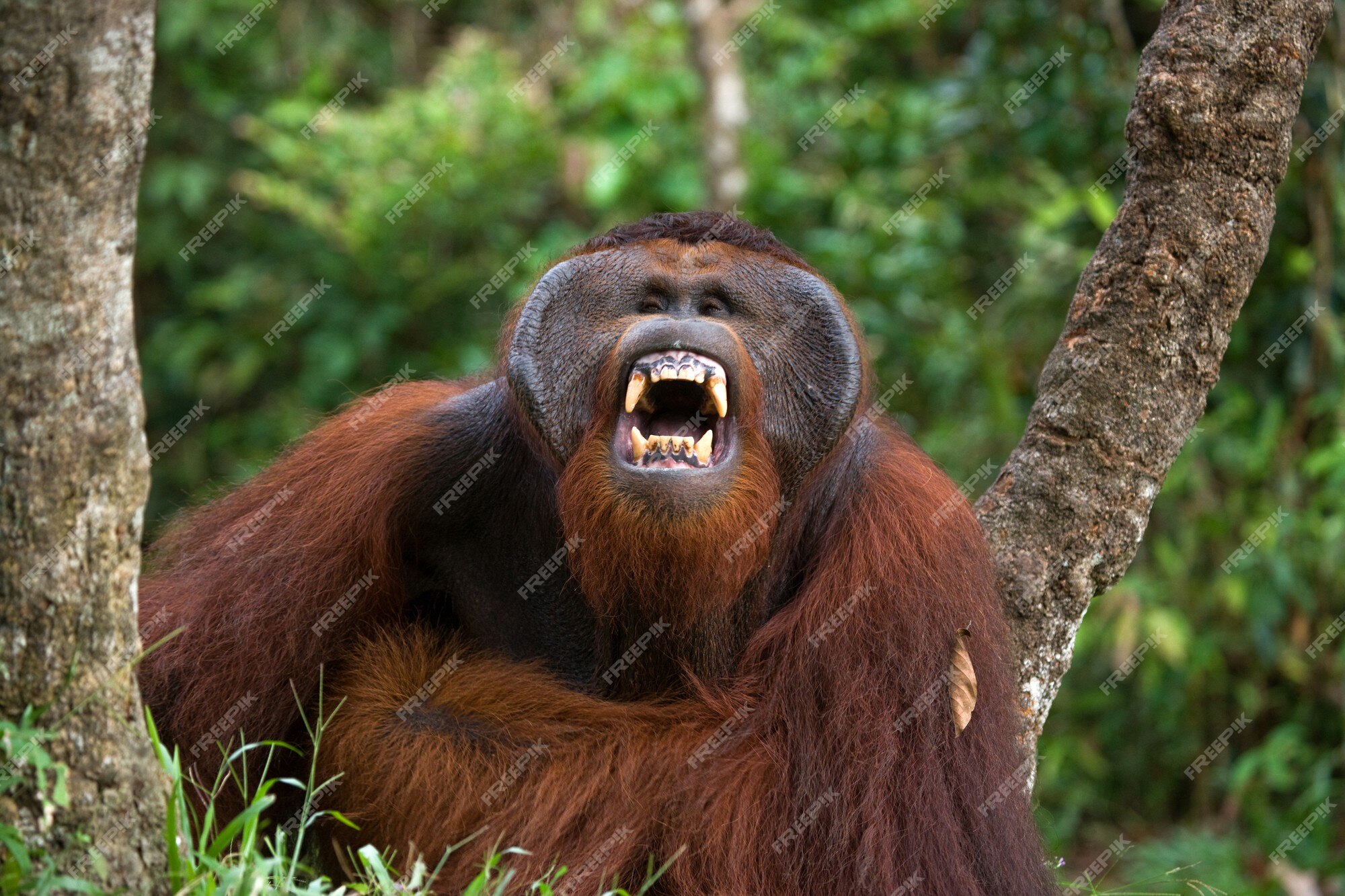 3D model Male Orangutan T-pose Fur