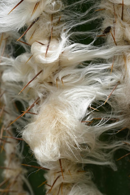 Old man cactus beard growing around thorns