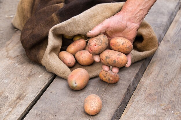 荒い木製パレット上の黄麻布の袋からこぼれ出る、土壌がまだ土の上に新鮮な収穫されたジャガイモと老人の手。