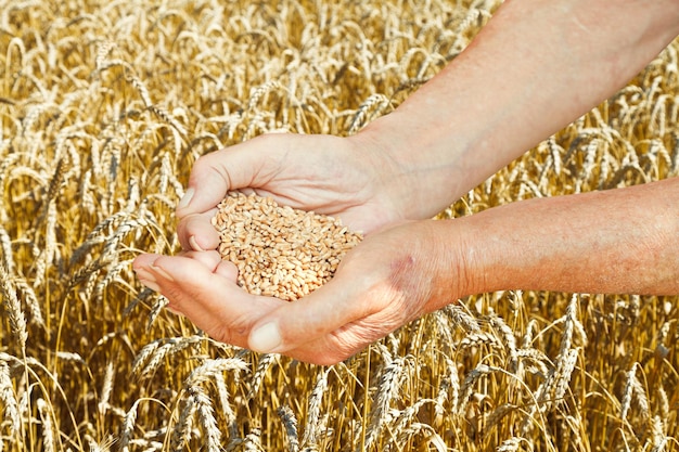 Foto le mani dell'uomo anziano tengono i semi sul campo di grano