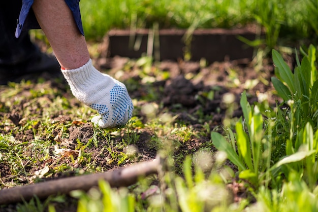 old man hands uprooting weeds in his garden