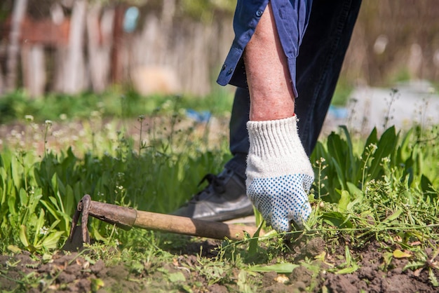 old man hands uprooting weeds in his garden