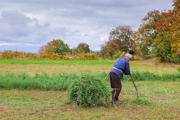 Old man mowing down grass with scythe