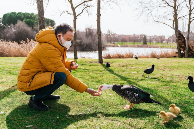 A old man with a medical mask feeding a duck on the grass