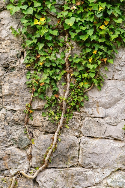 Foto vecchio muro medievale ricoperto di edera