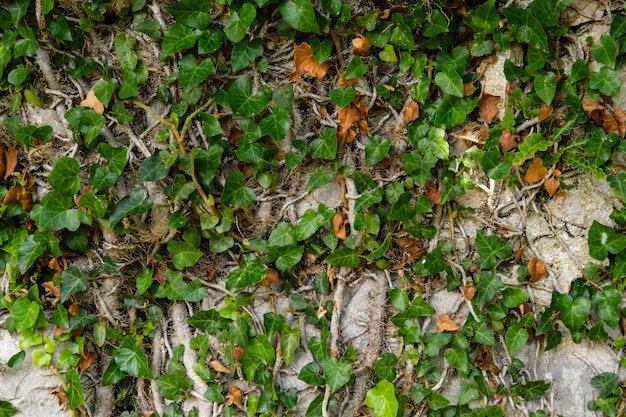 Old medieval wall overgrown with ivy