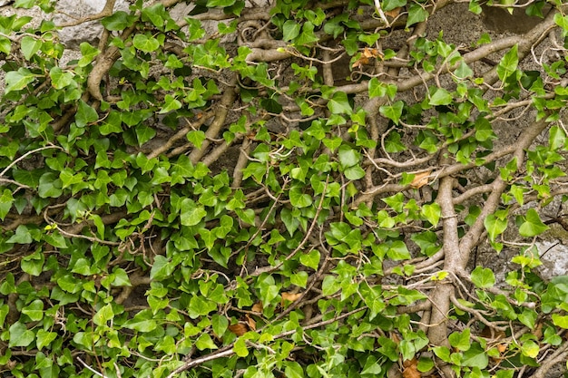 Old medieval wall overgrown with ivy