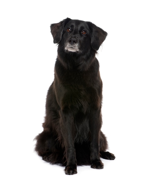 Old Mixed-Breed dog with labrador, 6 years.