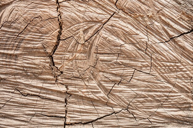 Old natural wood texture of cut tree trunk