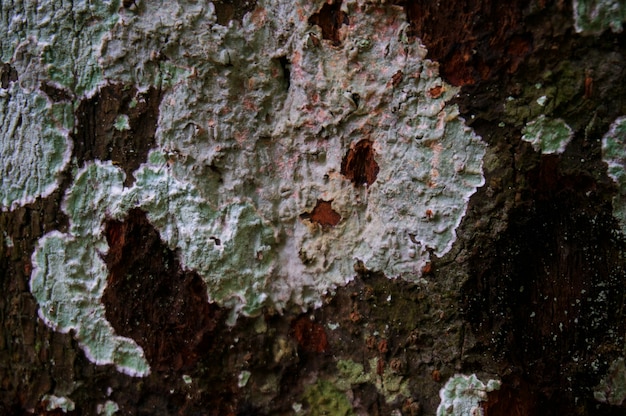 Utilizzo di sfondo naturale come vecchio legno naturale intagliato di quercia