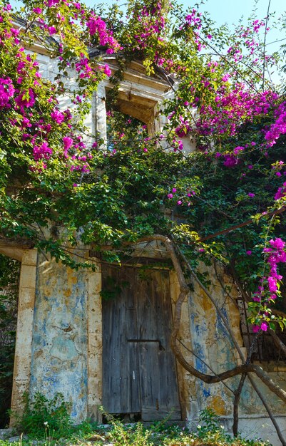 Old neglected house with flowering tree on the roof.