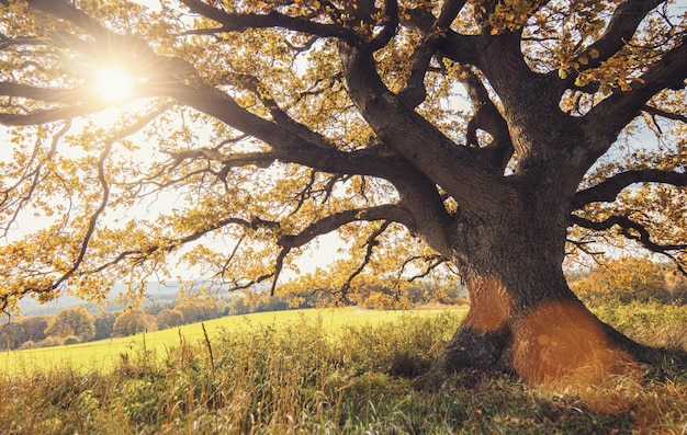 가을의 오래된 떡갈나무
