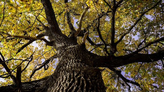 Фото Старый дуб осенью