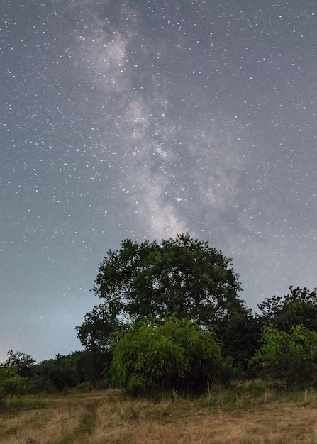 Old oak tree at night