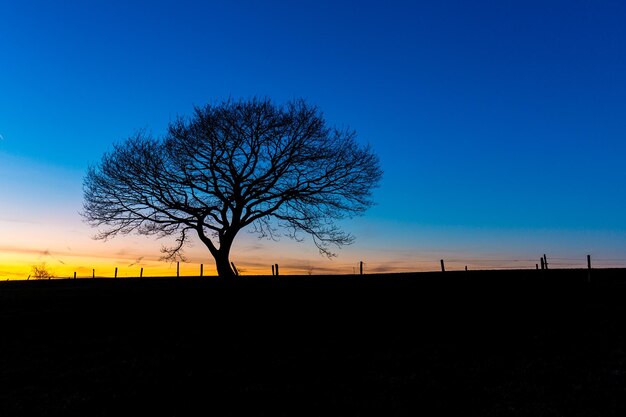 Premium Photo | Old oak tree sunset silhouette