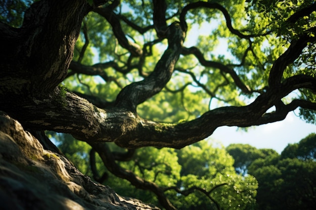 Photo old oak tree tree in the forest park