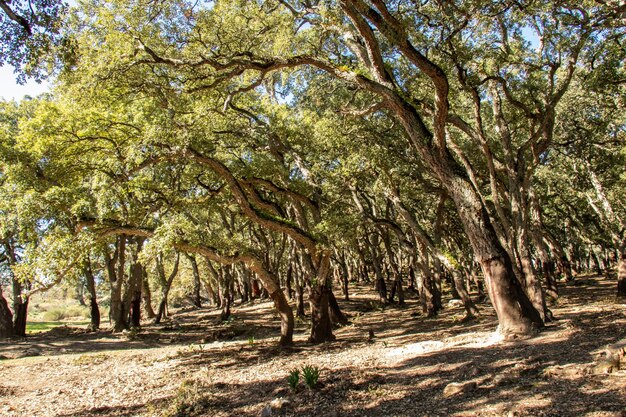 Old oak trees in a forest