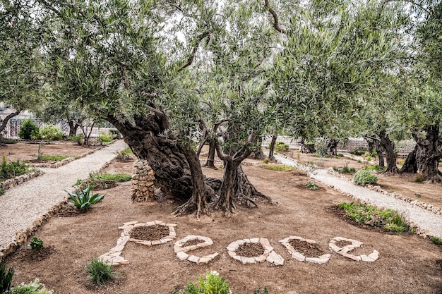 Old olive tree in Gethsemane garden Mount of Olives Jerusalem Israel