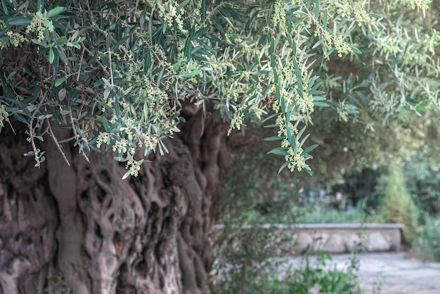 Old olive tree with deformed bark blooming in springtime