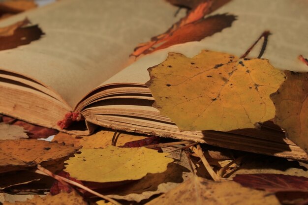 An old open book lying in the park among the fallen autumn leaves